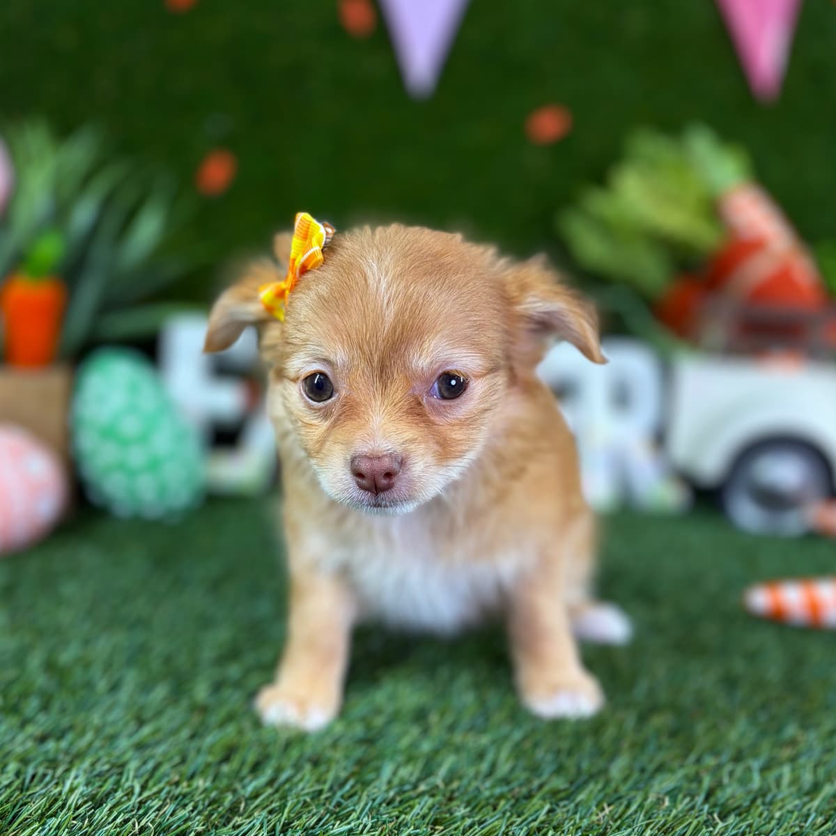 Maple