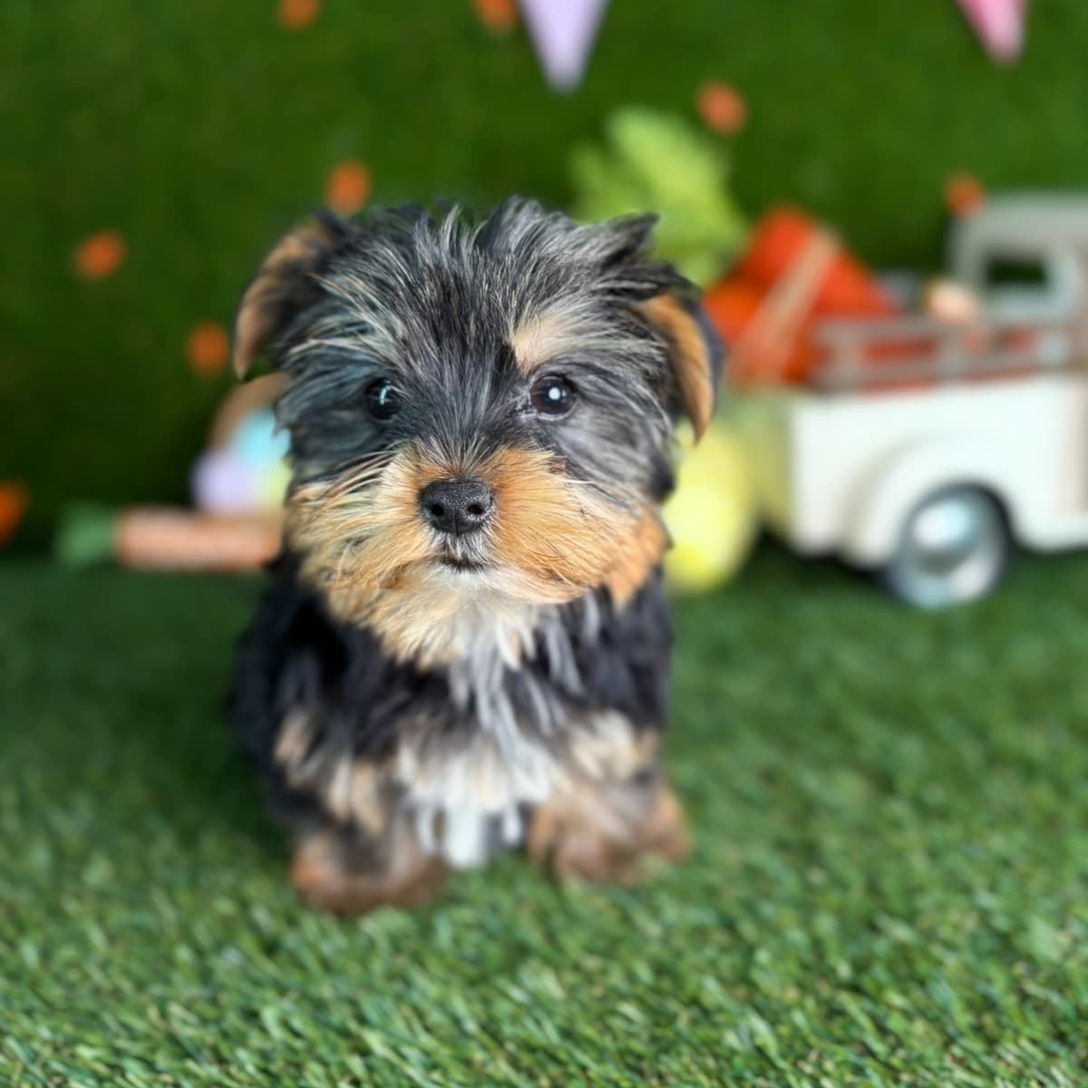 Arlo