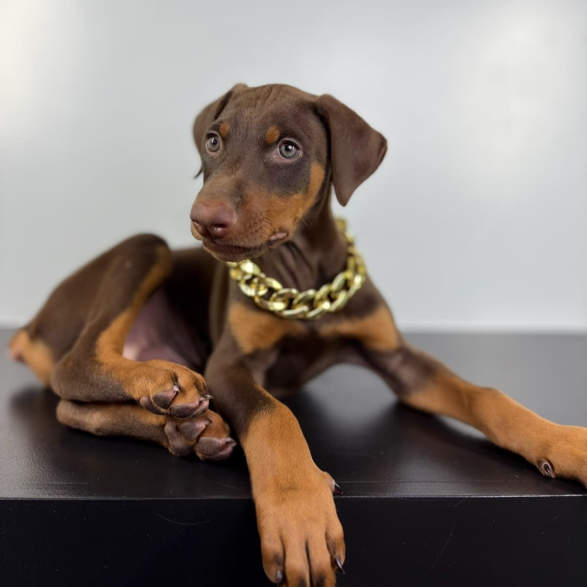 Rocco - 2