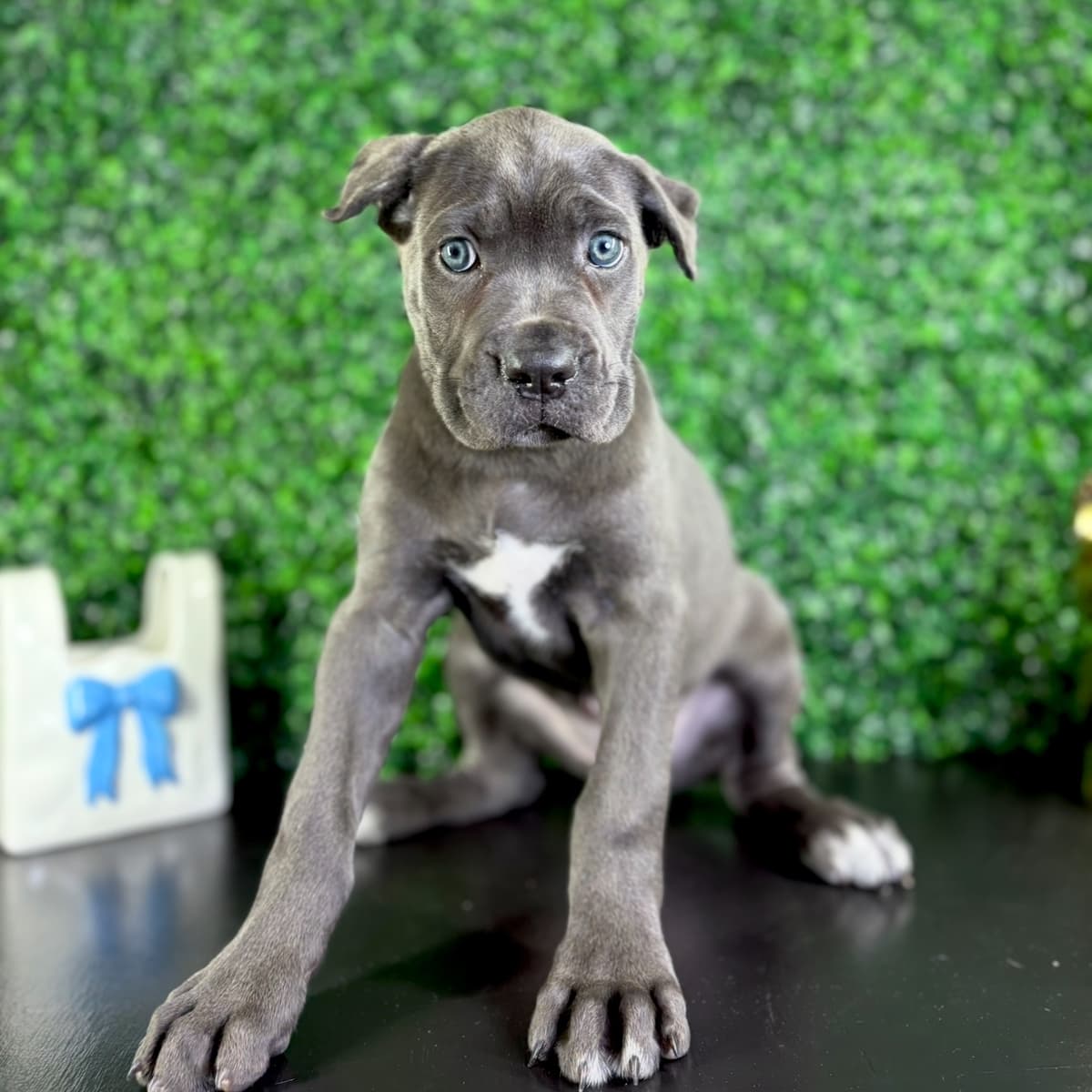 Nova