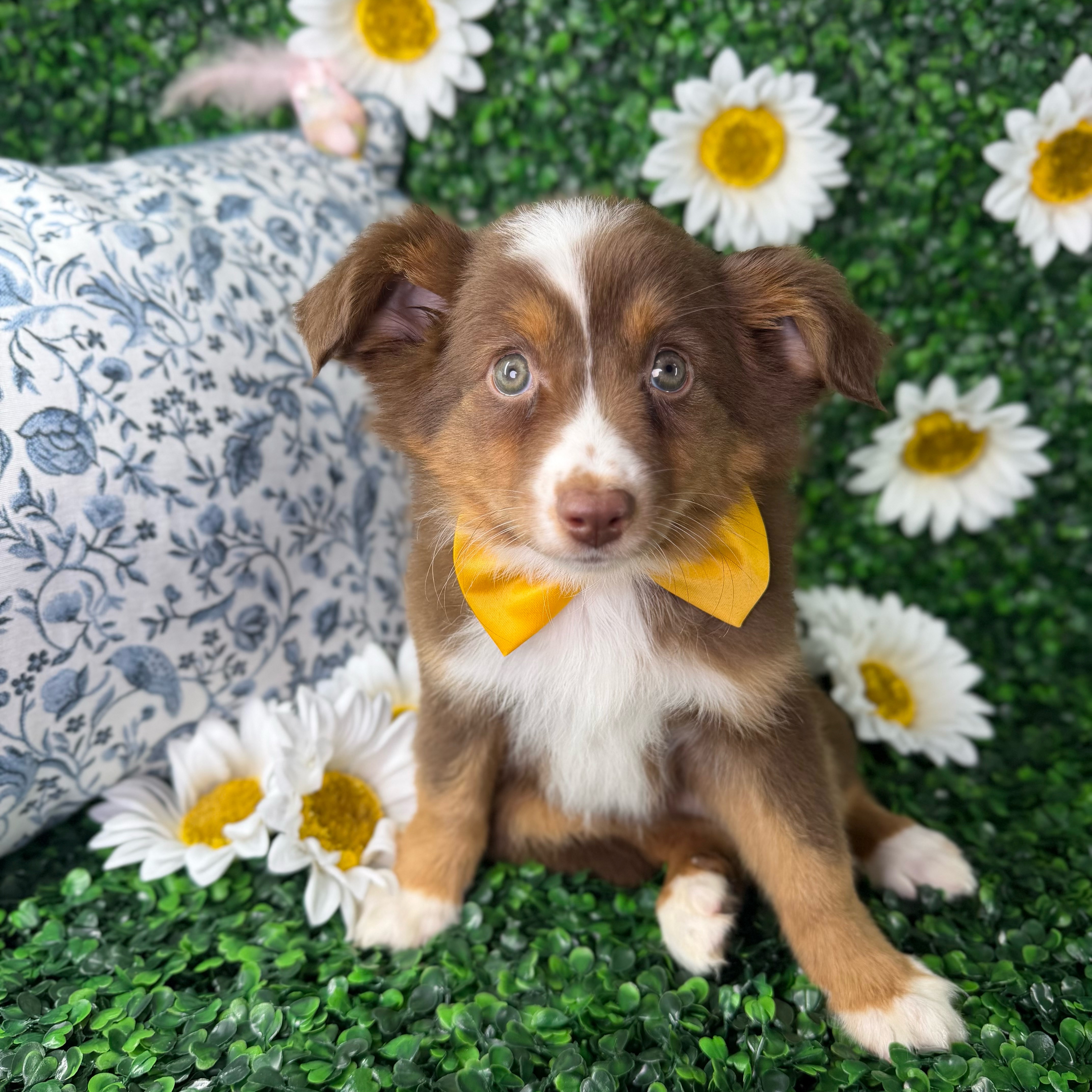 Max
