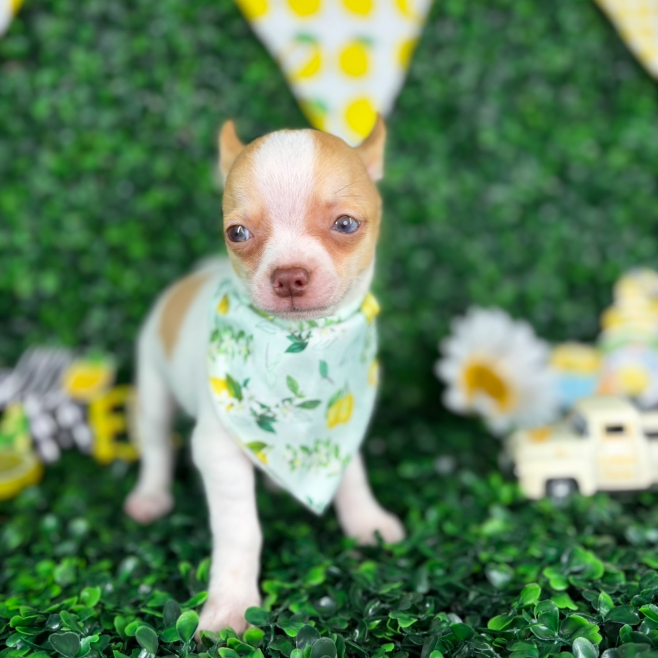 Louie